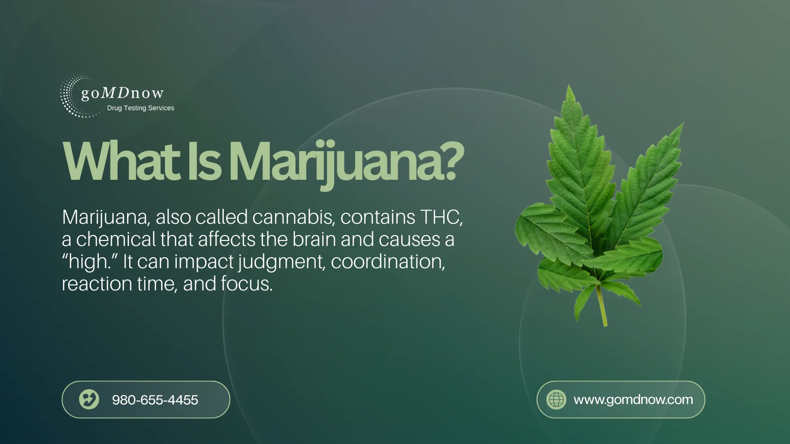 What Is Marijuana?